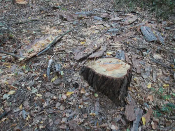 Resto Albero Taglio Una Foresta — Foto Stock