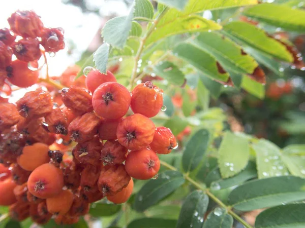 Detalhe Próximo Frutos Baga Rowan — Fotografia de Stock