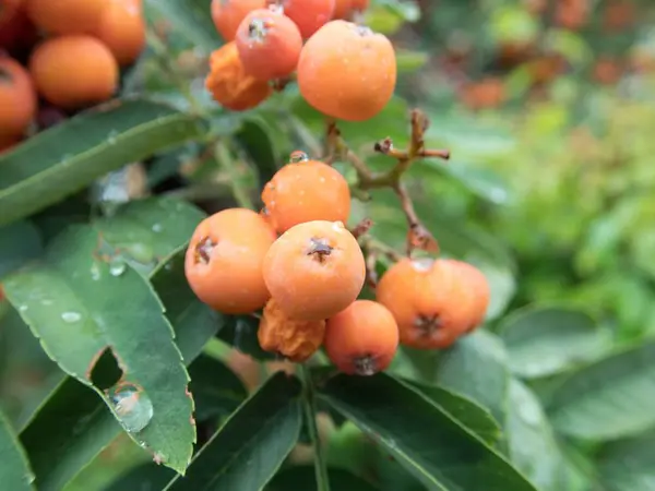 Noggrann Detalj Rowan Bär Träd Frukt — Stockfoto