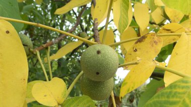 bir ceviz ağacı üzerinde detayını kapatın