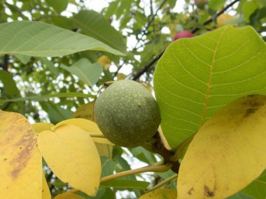 bir ceviz ağacı üzerinde detayını kapatın