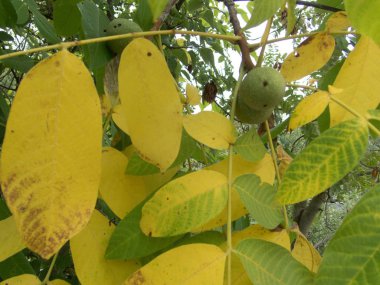 bir ceviz ağacı üzerinde detayını kapatın