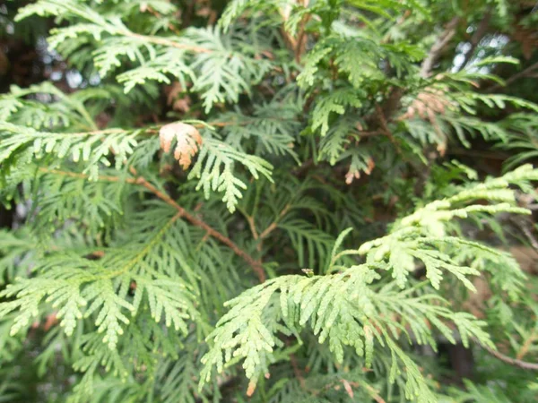 Dettaglio Vicino Albero Thuya Verde — Foto Stock