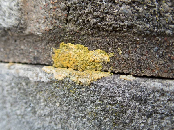 Close Detail Texture Old Concrete Brick Wall — Stock Photo, Image