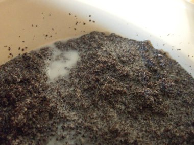 Mutfakta bir bardak haşhaş tohumu