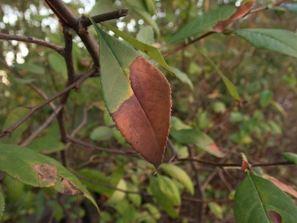 秋の緑枝にブラウン リーフの詳細 — ストック写真