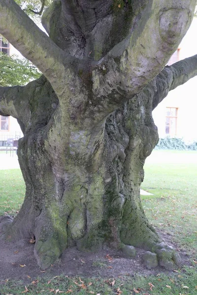 Een Detail Van Een Kofferbak Van Een Oude Boom — Stockfoto