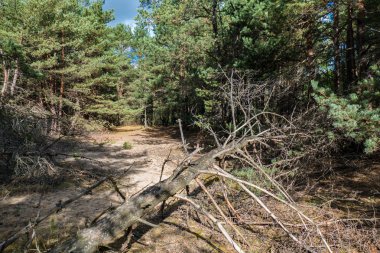 Woods tarafından çevrili Güney Polonya Pustynia Bledowska Kum Çölü