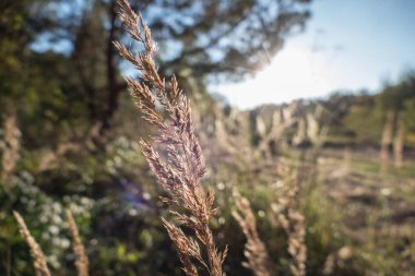 buz gibi serin bir çayır yeşil çim ile sabahı
