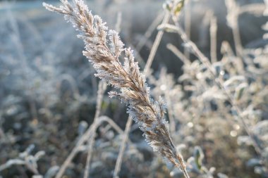buz gibi serin bir çayır yeşil çim ile sabahı