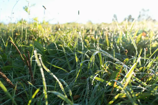 Congélation Matin Frais Sur Une Prairie Avec Herbe Verte — Photo