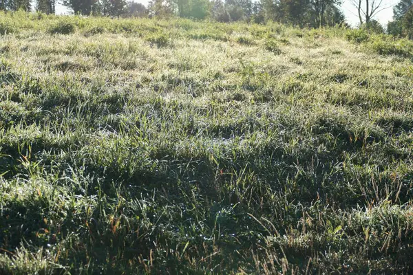 Manhã fresca em um prado com grama verde — Fotografia de Stock