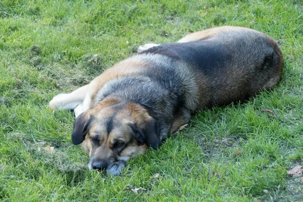 Lazy Guardian Dog Grass — Stock Photo, Image