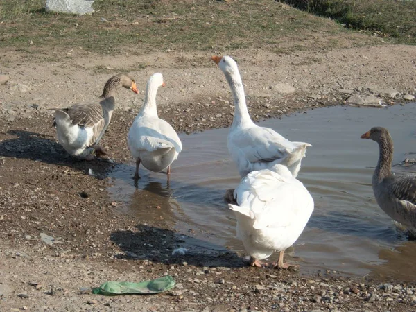 Roup White Goose Farm Water — стоковое фото