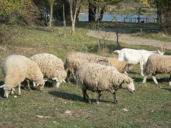 田舎でヤギと羊ファーム — ストック写真