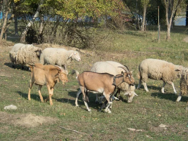 Bir Keçi Koyun Çiftliği Nde Kırsal — Stok fotoğraf