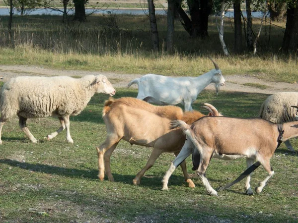 Una Explotación Caprinos Ovinos Campo — Foto de Stock