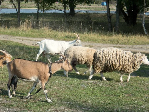 田舎でヤギと羊ファーム — ストック写真