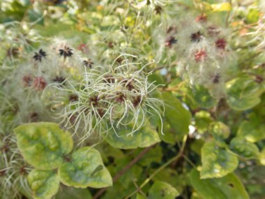 makro ayrıntılı bir sonbahar kıllı bitkinin kapatın