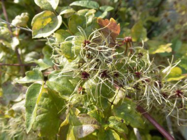 makro ayrıntılı bir sonbahar kıllı bitkinin kapatın