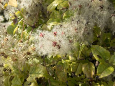 makro ayrıntılı bir sonbahar kıllı bitki