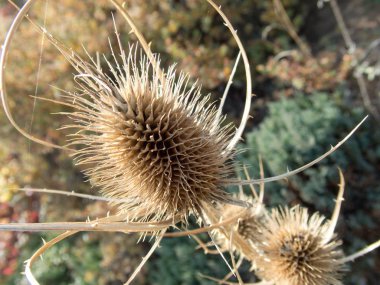 sonbahar sezonu kuru thistle detay