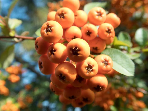 Detalj Orange Säsongsbetonade Hösten Bär Ett Träd — Stockfoto