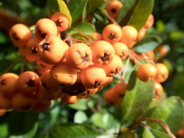 Ayrıntılı Bir Ağaç Üzerinde Turuncu Mevsim Sonbahar Berry — Stok fotoğraf