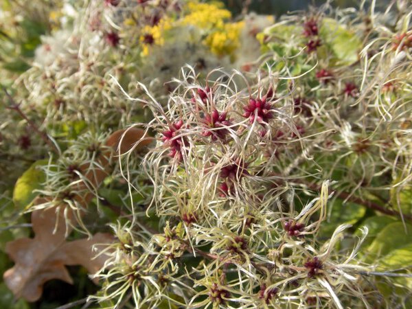 close macro detail of an autumn hairy plant