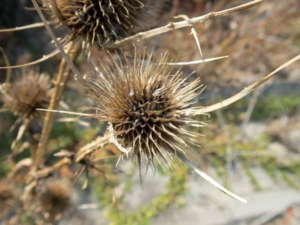 Detail Einer Trockenen Distel Herbst — Stockfoto