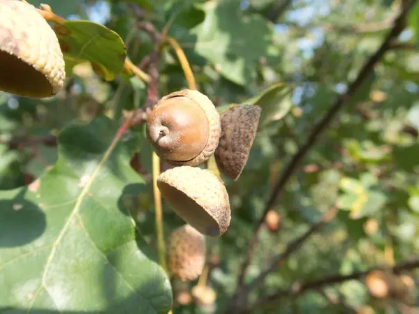 Detalle Cercano Una Nuez Roble Otoño Árbol —  Fotos de Stock