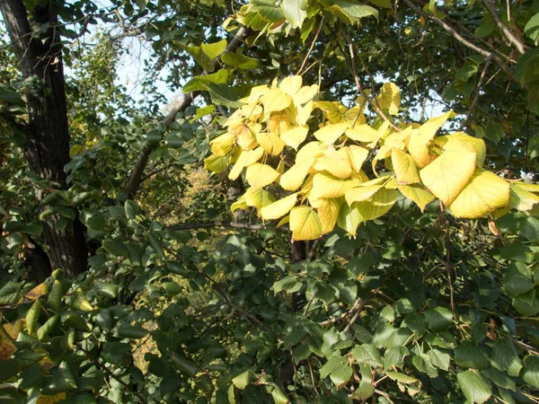 Dettaglio Vicino Tiglio Autunno — Foto Stock