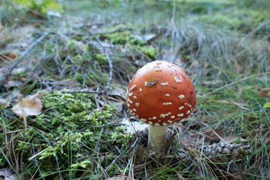 kırmızı mantar ormandaki yakın bir detay
