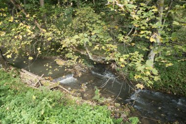 yeşil bir ormandaki küçük bir dere