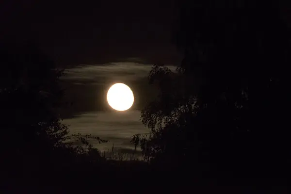 Bulan Yang Cerah Langit Malam Dengan Siluet Pohon — Stok Foto