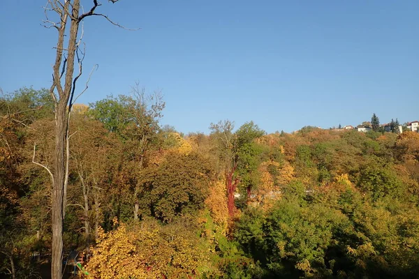Bir Yeşil Renkli Sonbahar Orman Vith Canlı Renkler — Stok fotoğraf