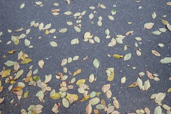 Detail Fallen Leaves Ground Autumn — Stock Photo, Image