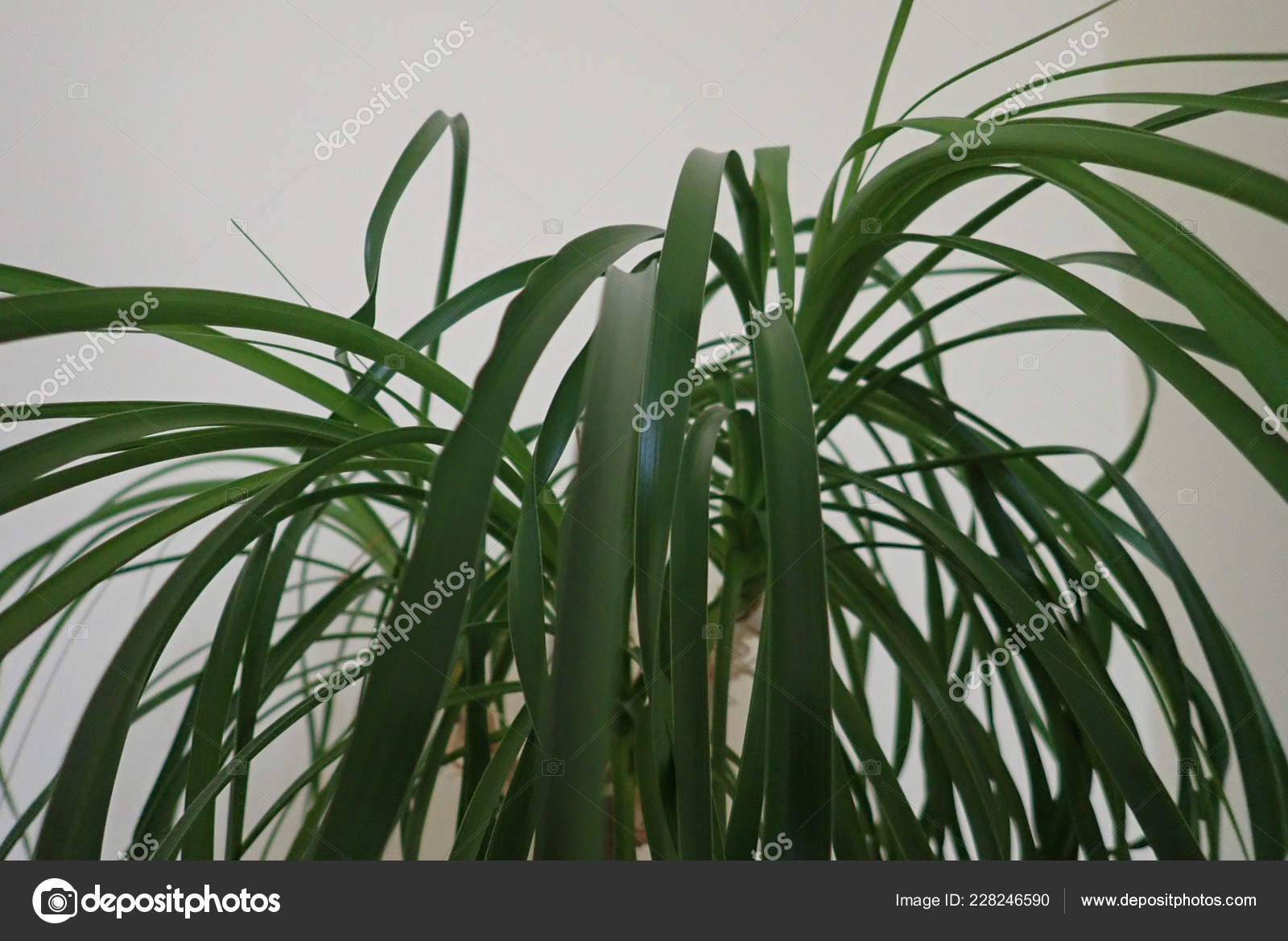Green Leaves Of A Decorative Indoor Plant Stock Photo C Luciezr