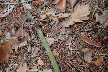 Yere düşen sonbahar yaprakları