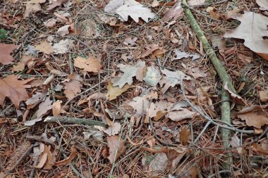 Yere düşen sonbahar yaprakları