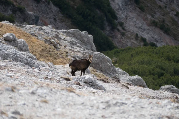 Bergsget i en alpin natur — Stockfoto