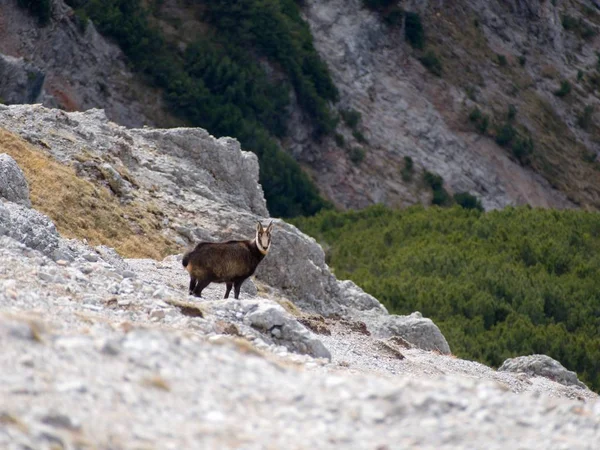 Bergsget i en alpin natur — Stockfoto