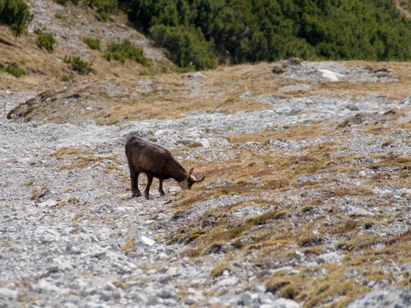 Horská koza v alpské přírody — Stock fotografie