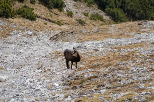 Horská koza v alpské přírody — Stock fotografie