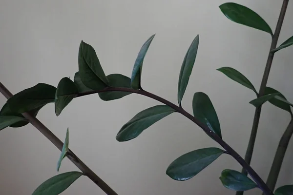 Green leaves of a decorative indoor plant — Stock Photo, Image