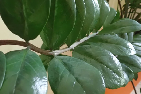 Green leaves of a decorative indoor plant — Stock Photo, Image