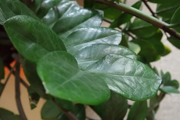 Hojas verdes de una planta decorativa de interior —  Fotos de Stock