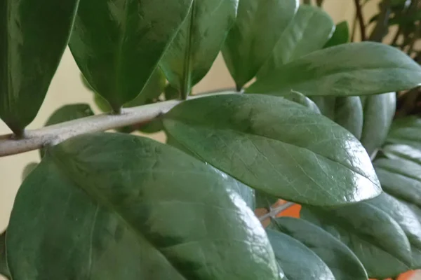 Hojas verdes de una planta decorativa de interior —  Fotos de Stock