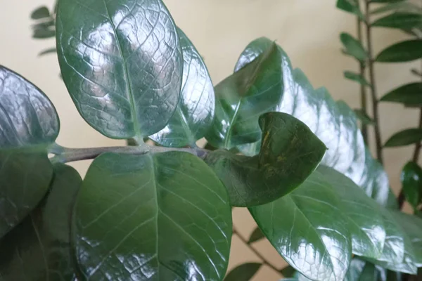 Hojas verdes de una planta decorativa de interior — Foto de Stock