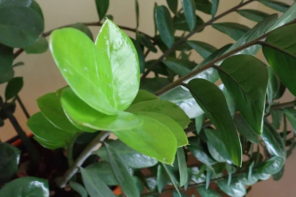 Hojas verdes de una planta decorativa de interior —  Fotos de Stock